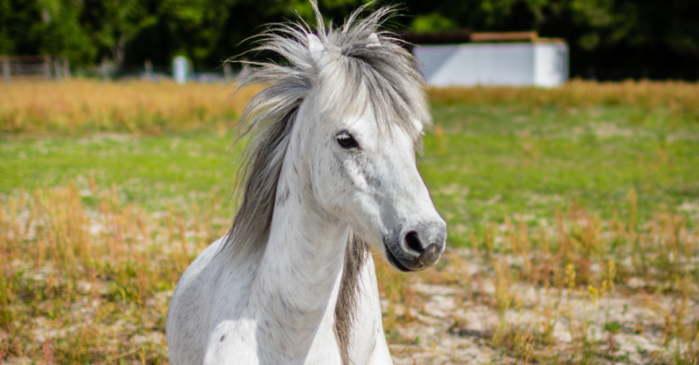 La Crianza de Caballos Bebés: Cuidados Esenciales y Características Únicas