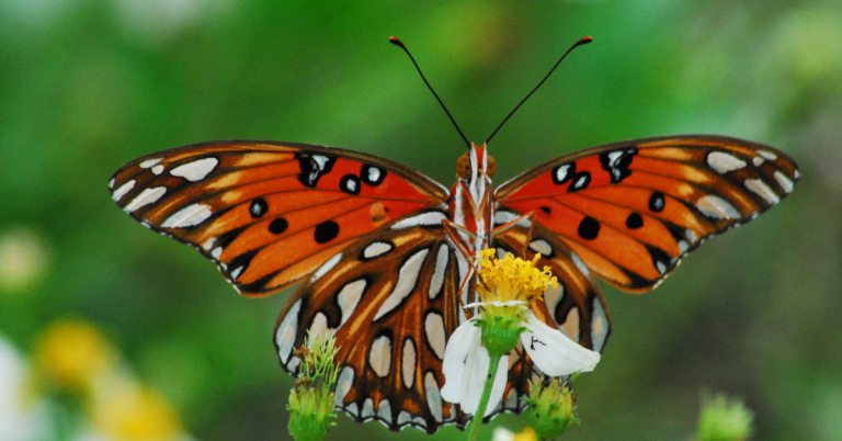 El Arte del Camuflaje: Las Maravillosas Técnicas de Mimicry de las Mariposas