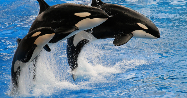 El Fascinante Avistamiento de Ballenas Orcas: Majestuosas Cazadoras de los Océanos