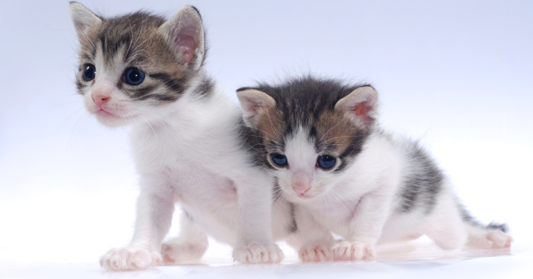 Gatitos Bebés: Una Mirada a las Adorables Características de los Felinos más Jóvenes